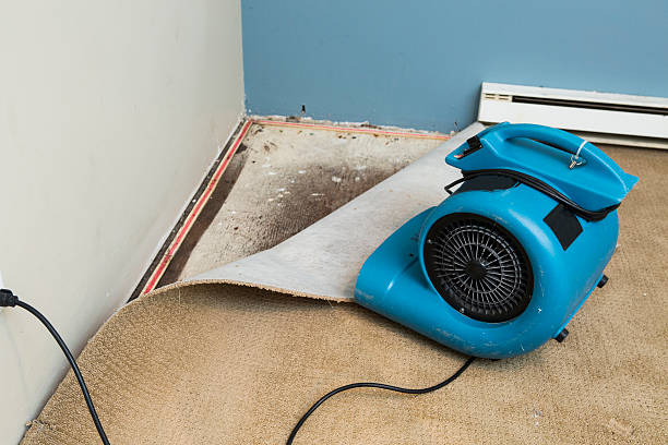 Best Mold removal after water damage  in Largo, FL